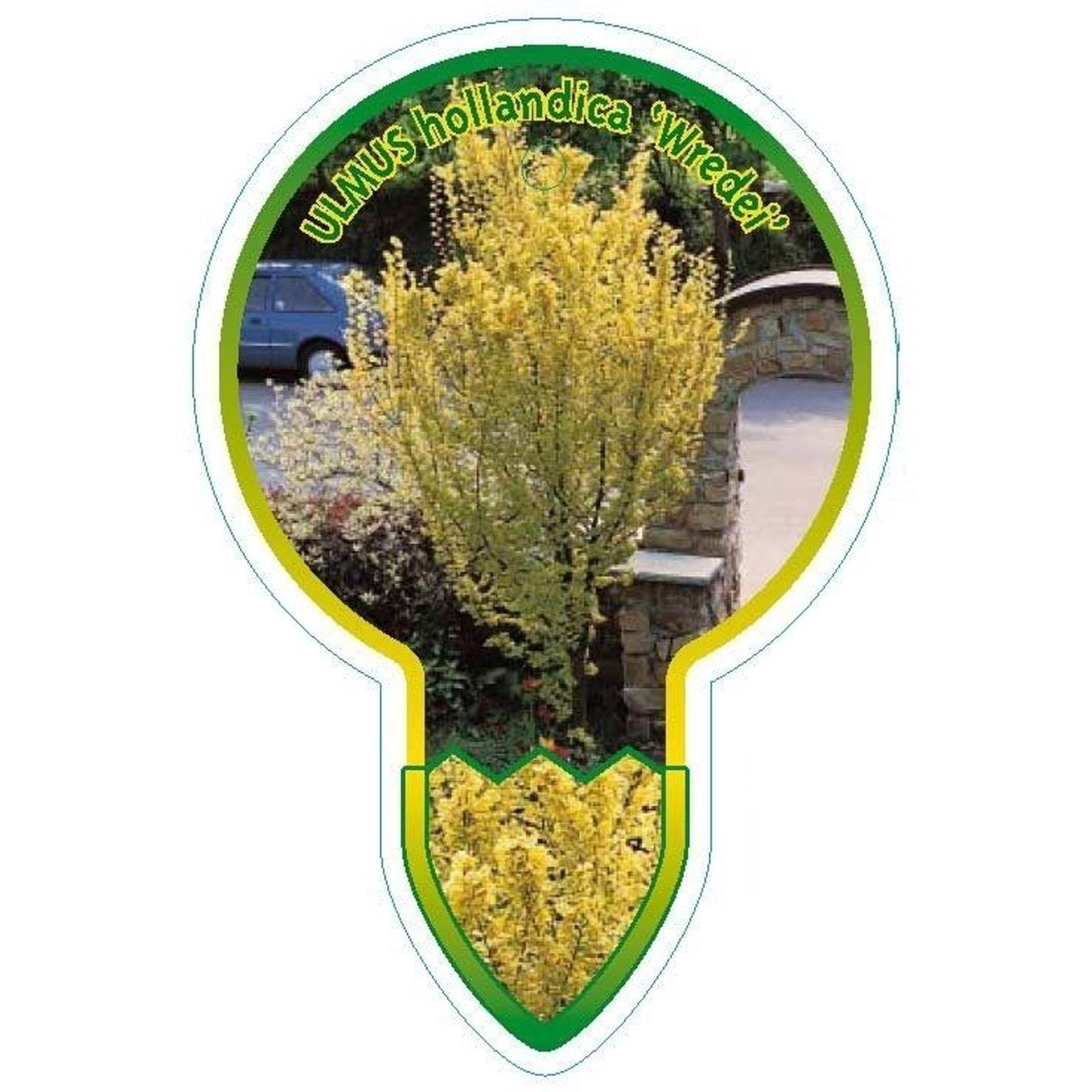 Holländsk alm – Ulmus hollandica 'Wredei' - 120 CM Stem C10